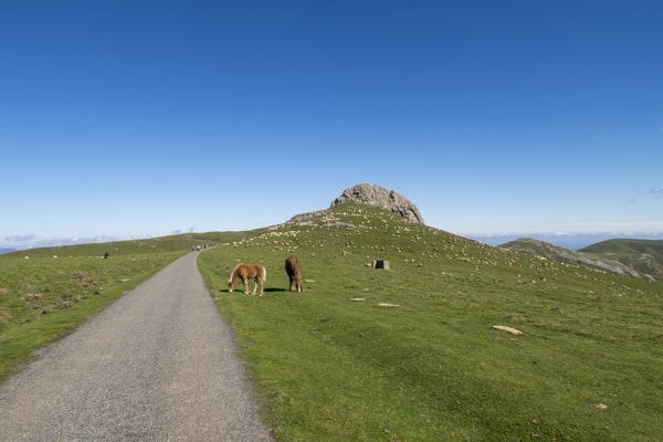 Horses on the trail
