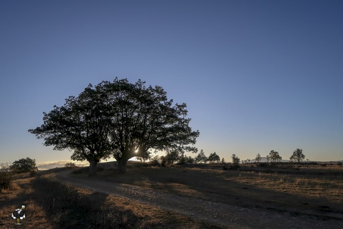 Sunrise through the trees