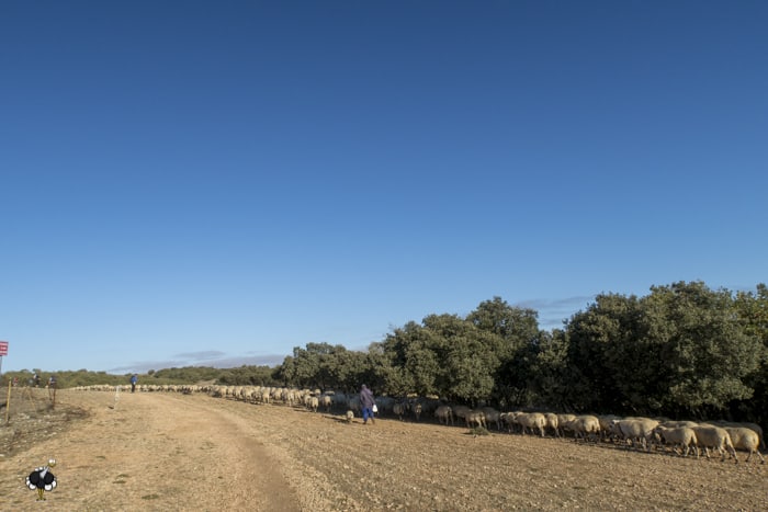 A shepherd guiding his sheep