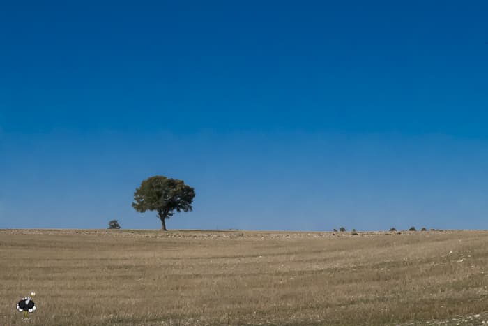 A tree in the distance keeping vigil