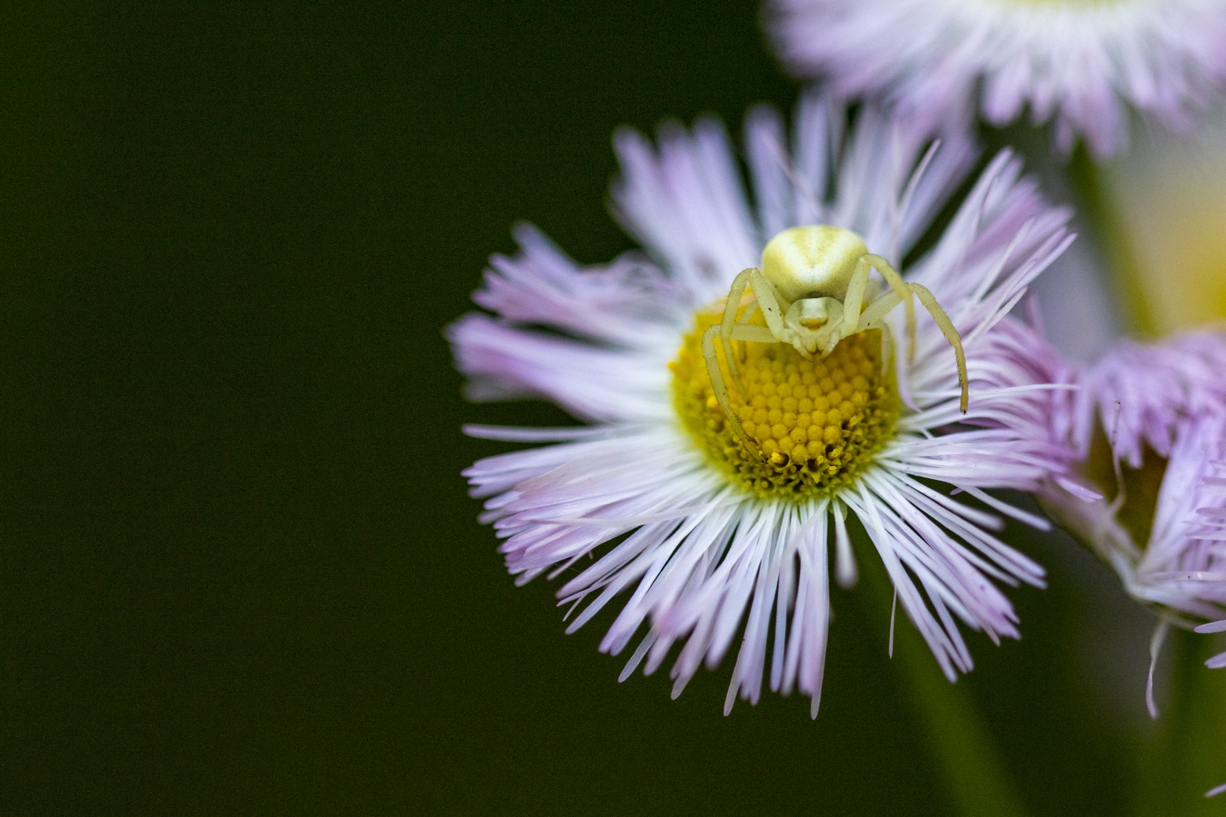 Spider on a flower at Sir winston church provincial park