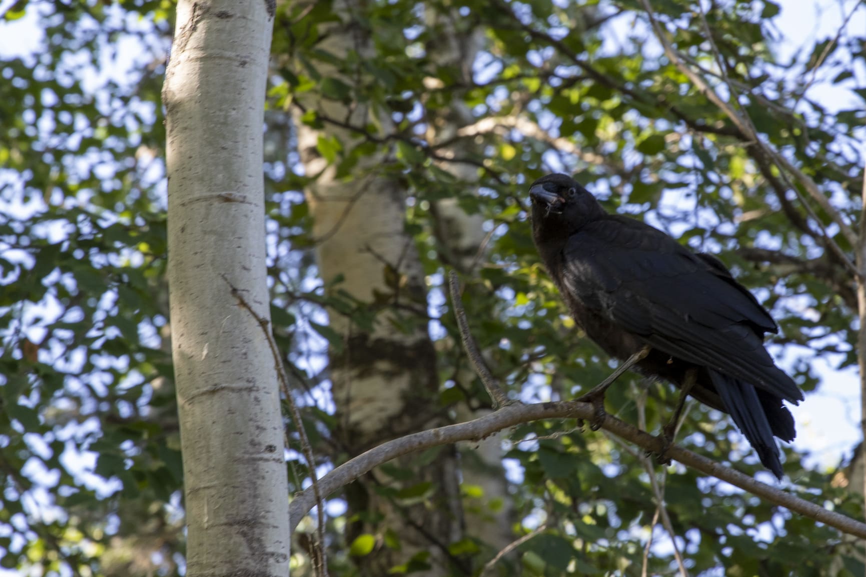 Sir Winston Churchill Provincial Park Crow in birch trees