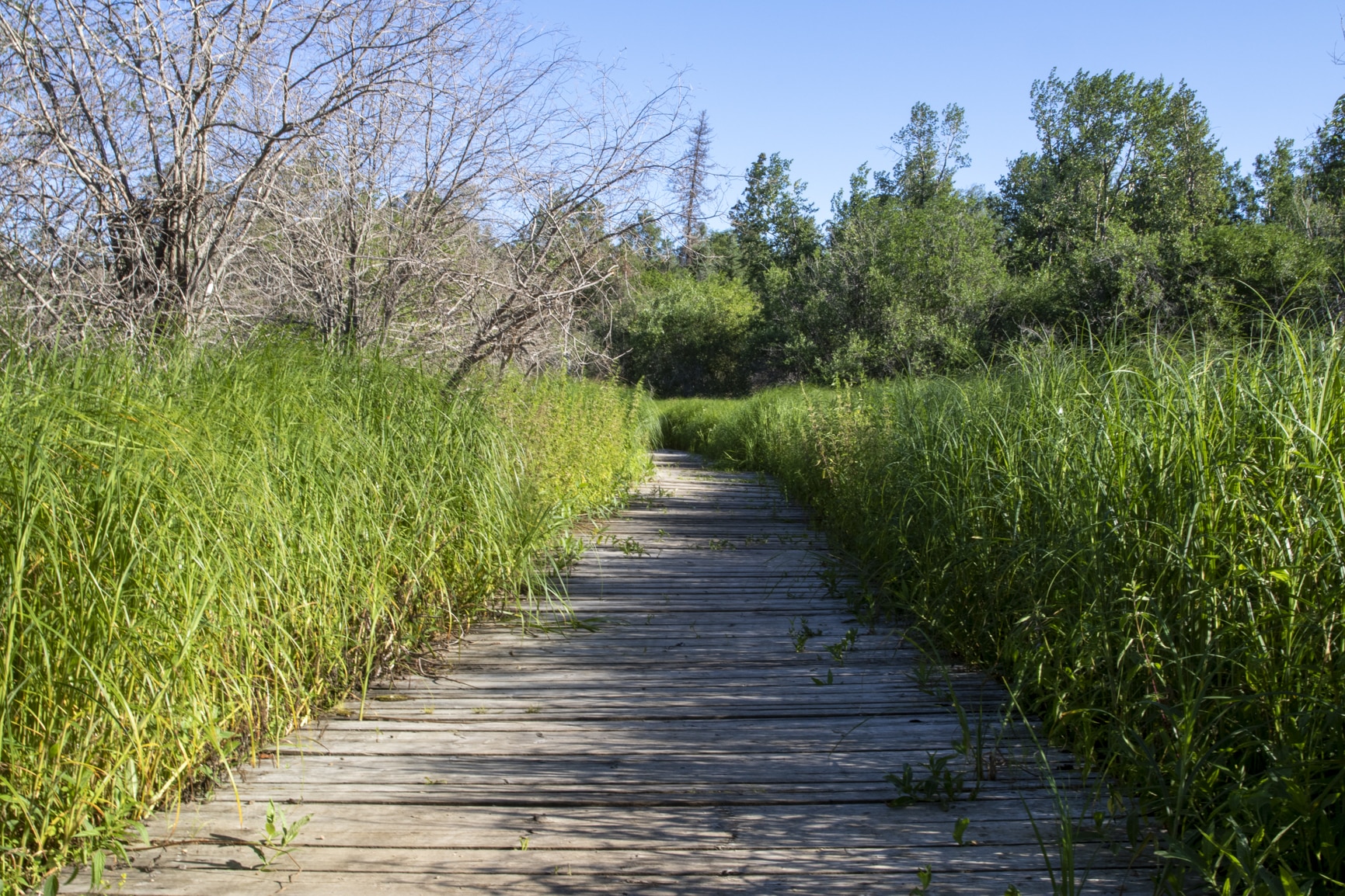 Sir Winston Churchill Provincial Park Boardwalk